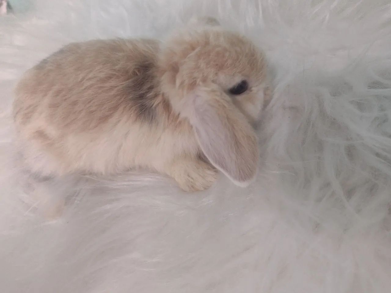 mini lop Uruguai 