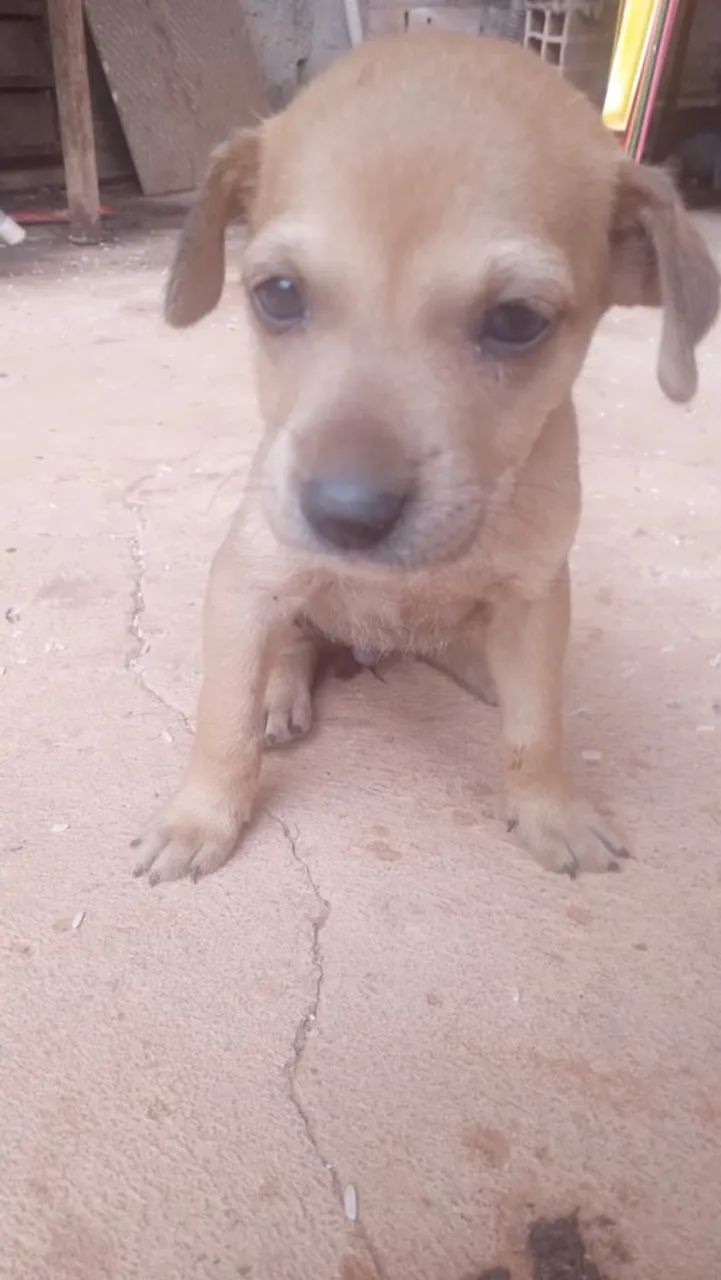 Animais de estimação 