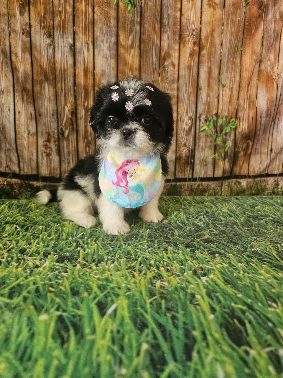 Fêmeas shihtzu promoção  - Foto 3