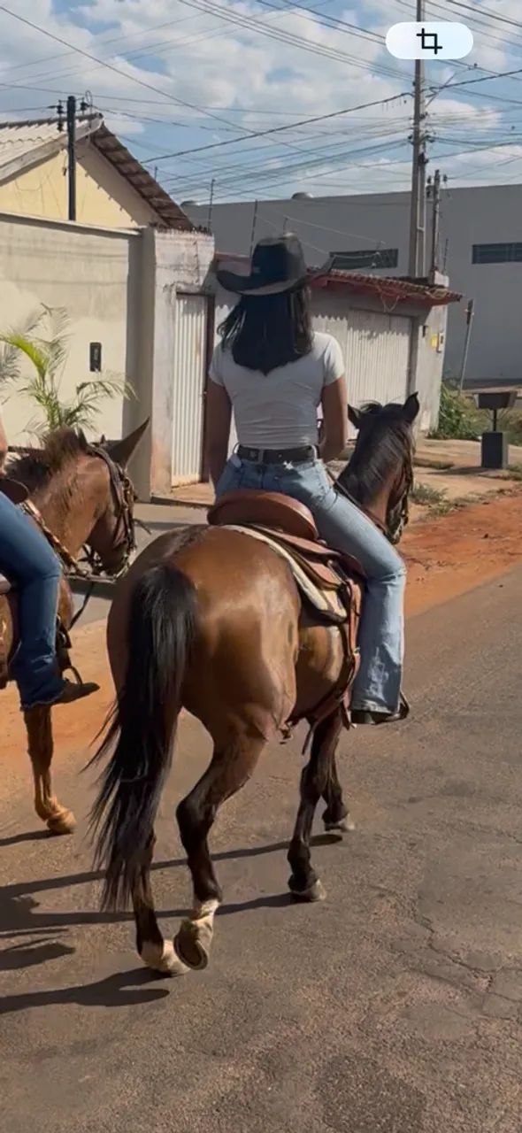 Égua machadeirinha  - Foto 3