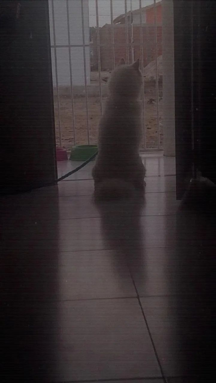 Pets - Foto 4