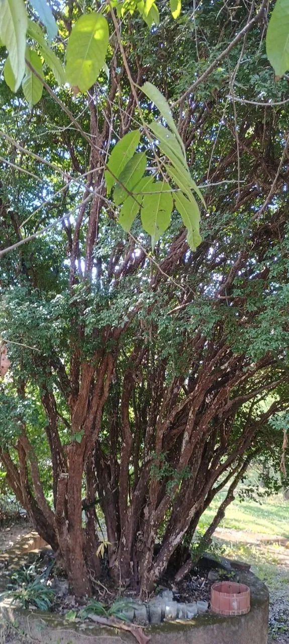 Jaburicabeira ( Árvores frutíferas) - Foto 3