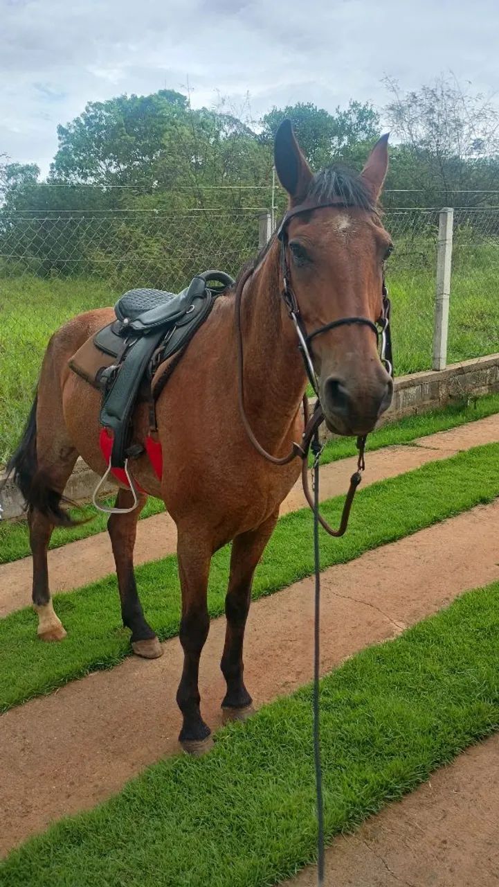Vendi cavalo  - Foto 3