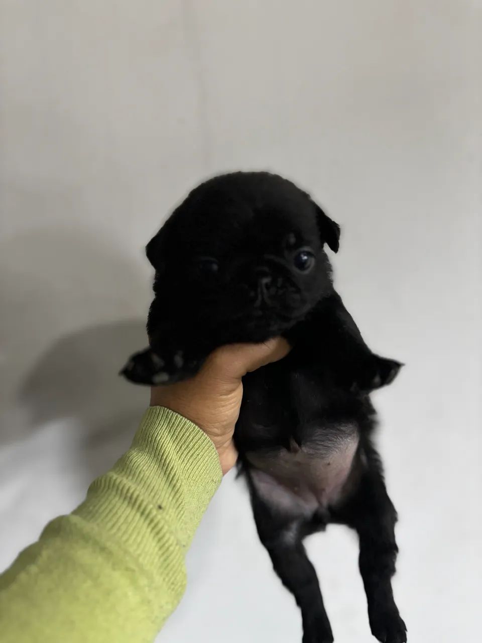 Filhotes de Pug - Foto 4