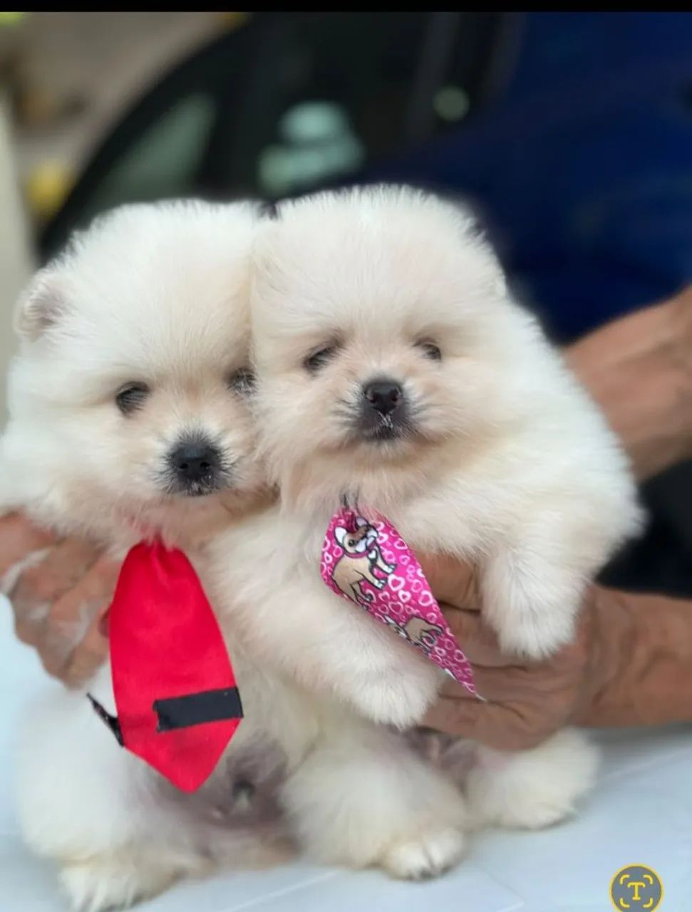 Cachorros  - Foto 2