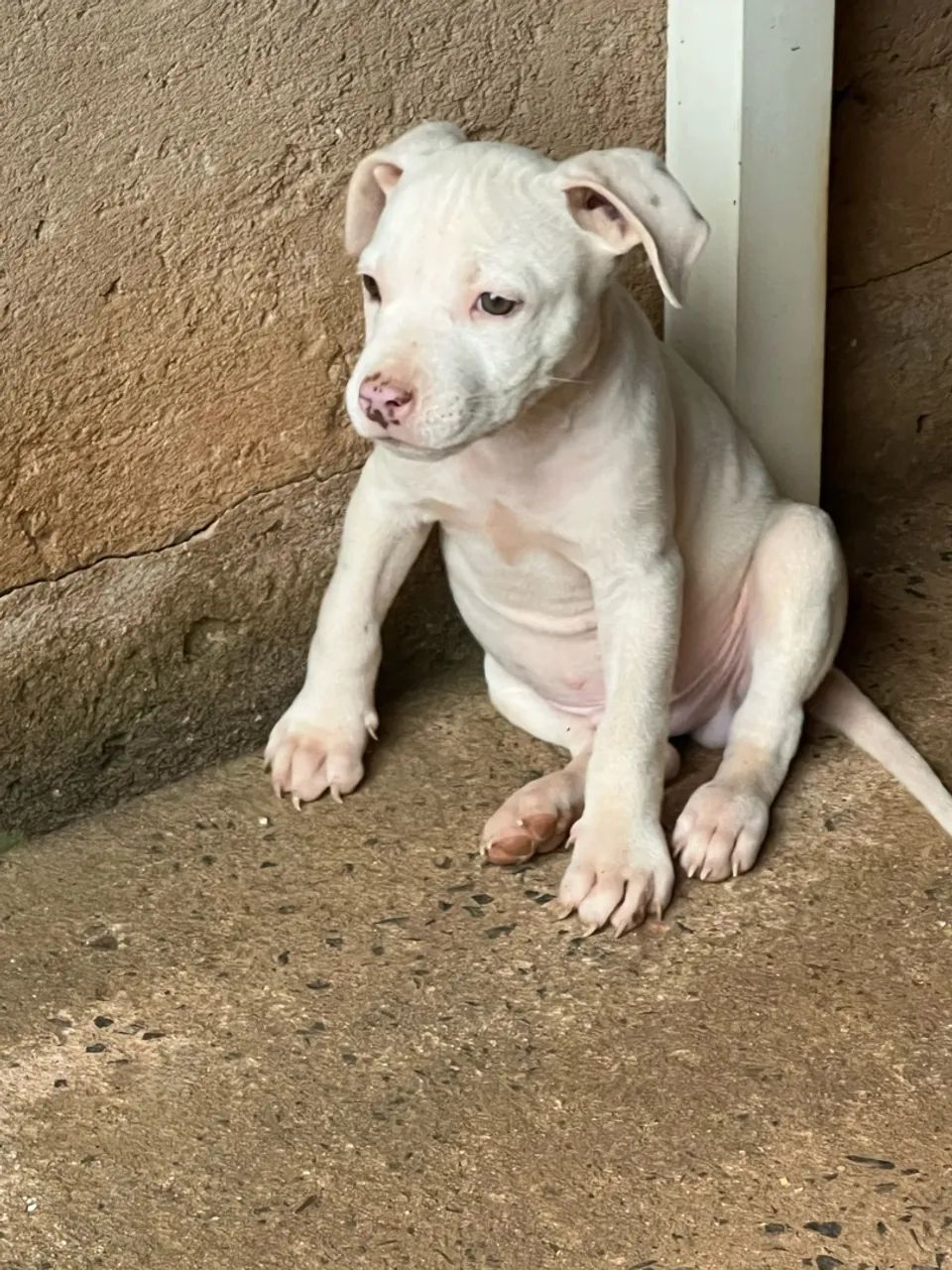 Cachorro  - Foto 2