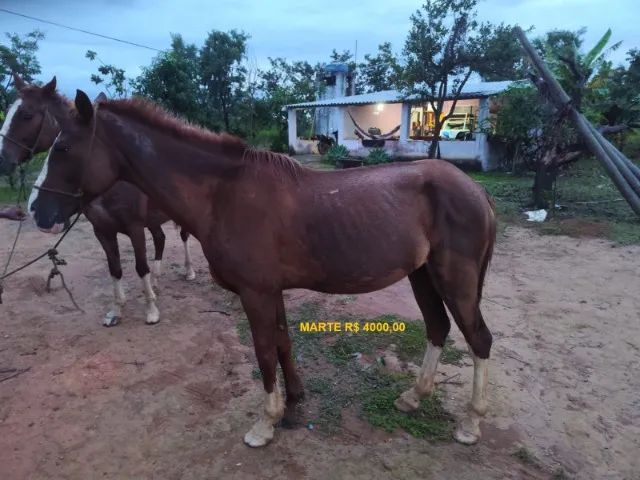 Cavalos castrados mansos de sela - Foto 4