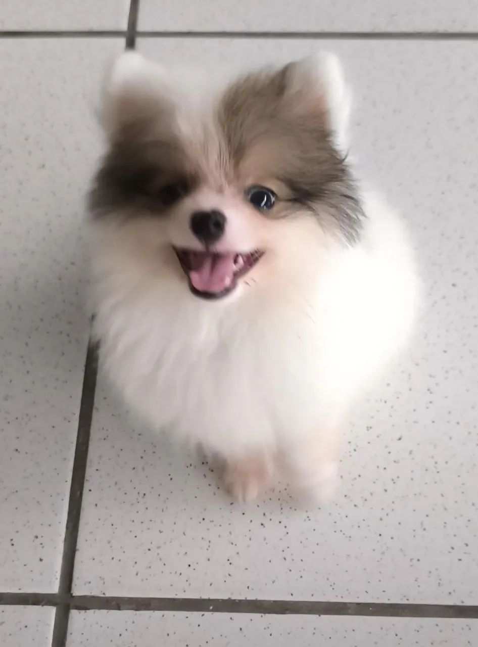 Vendo um lindo filhotinho de spitz anão  - Foto 2