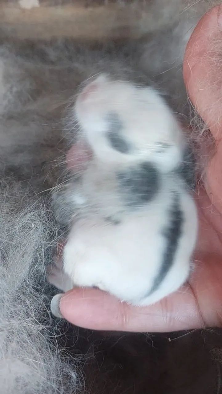 Mini Coelho Branco e Cinza muito dóceis e carinhosos  - Foto 6