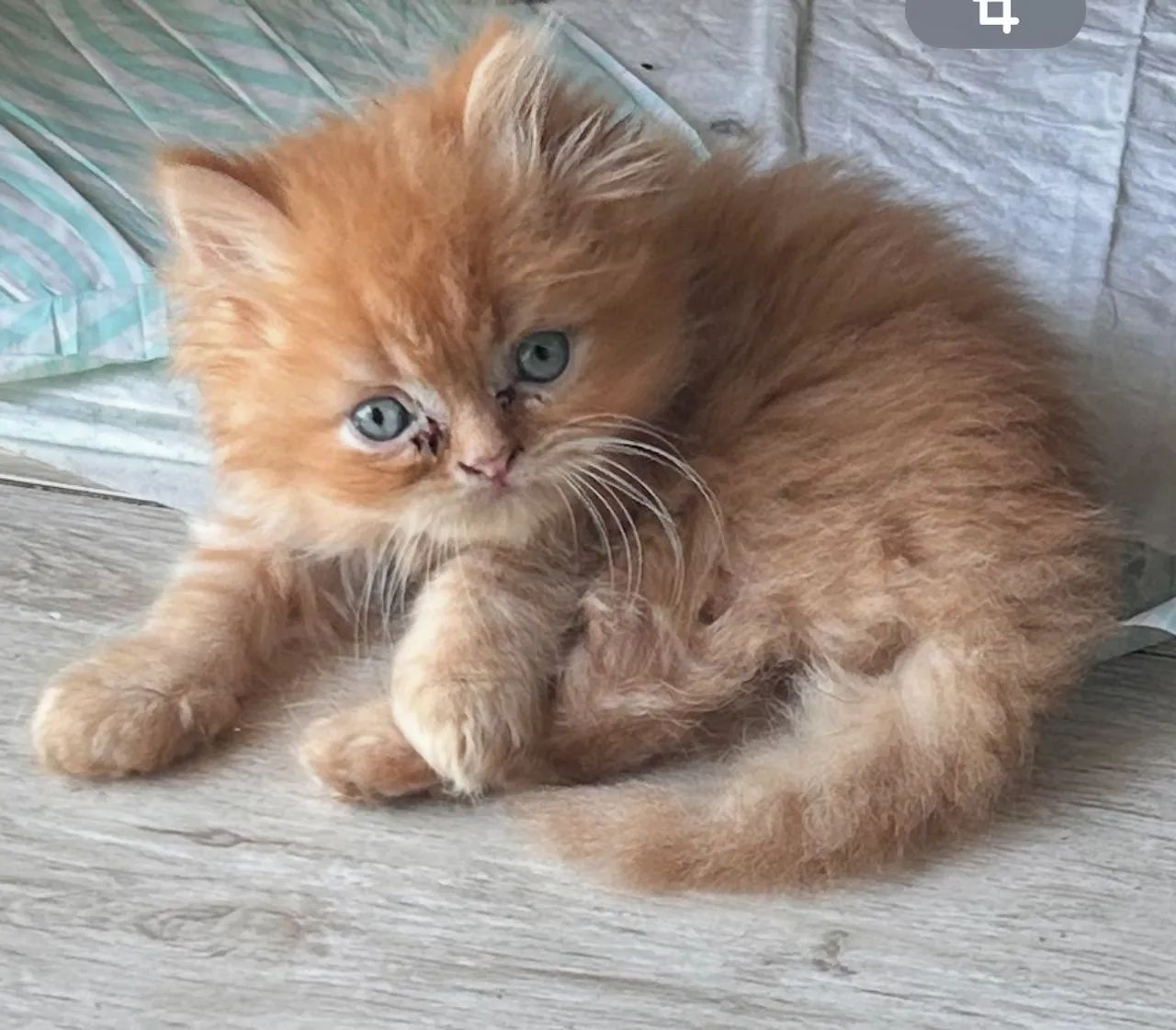 Gatinhos persa - Foto 2