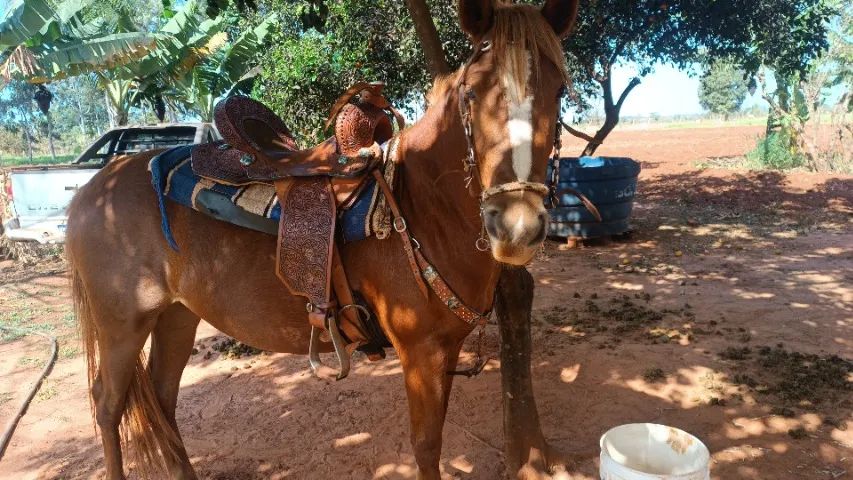 Cavalo e Potra - Foto 3