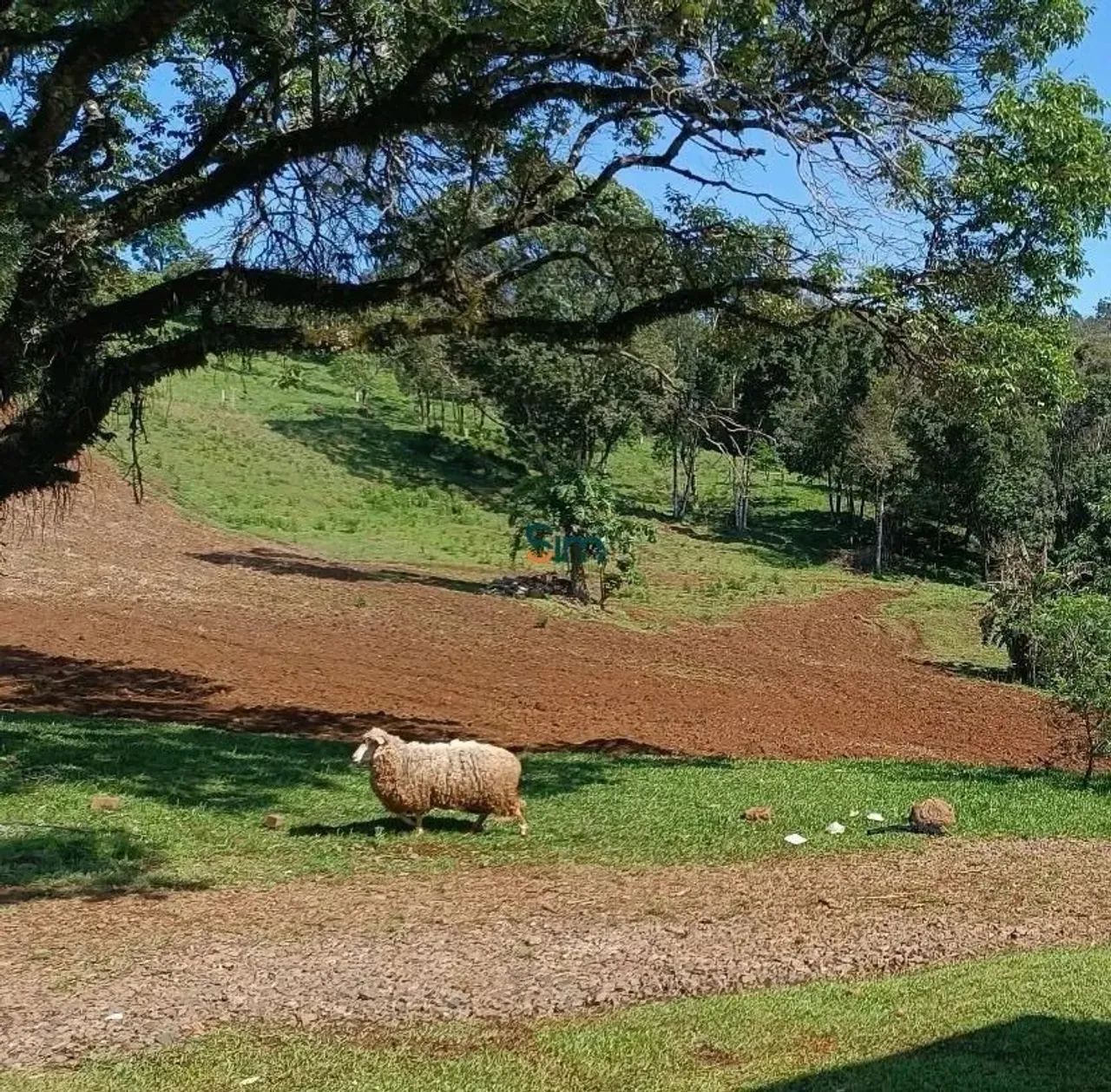Chacarra para venda - AGUA AMARELA - Foto 5