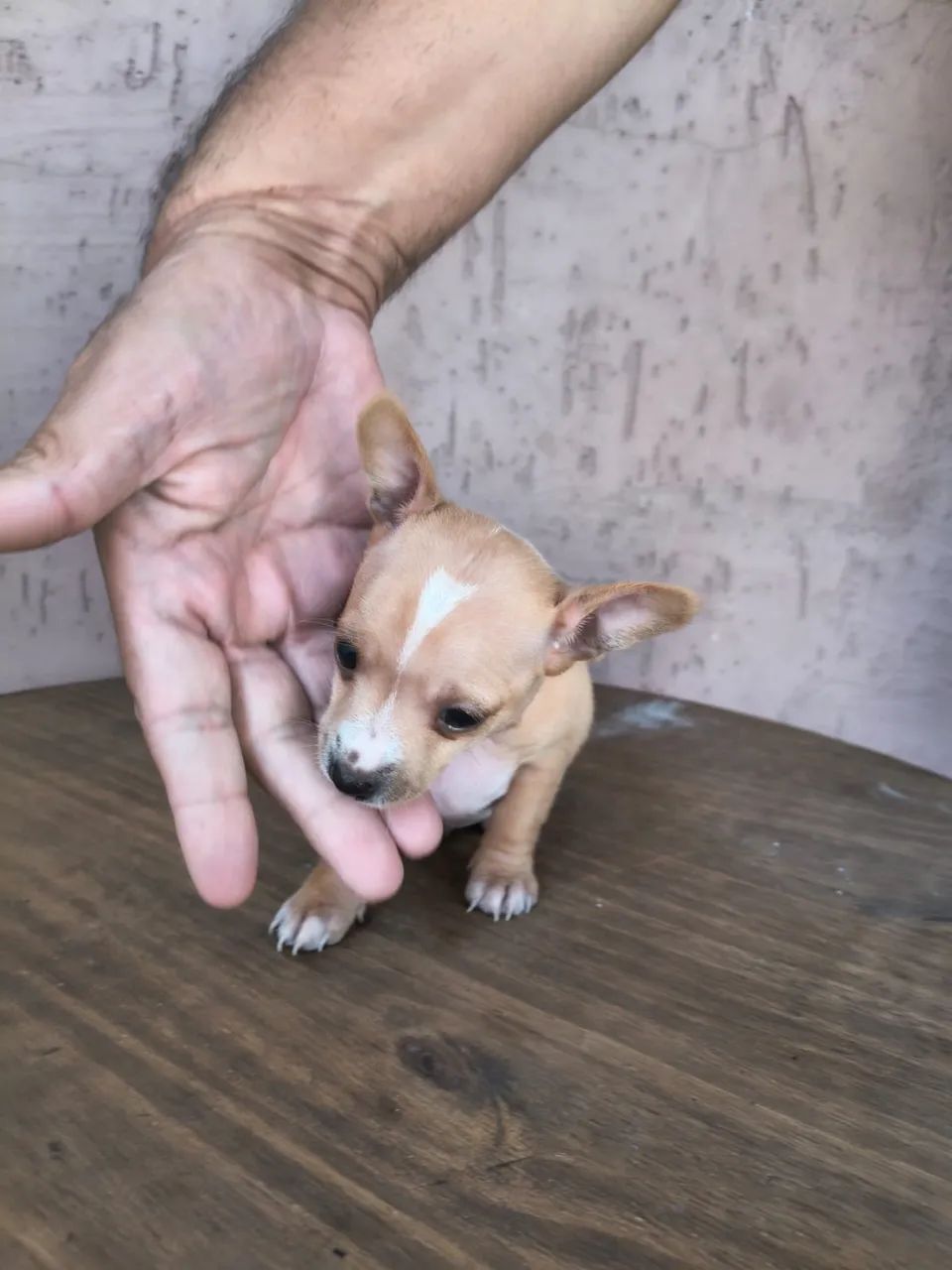 Pinscher 