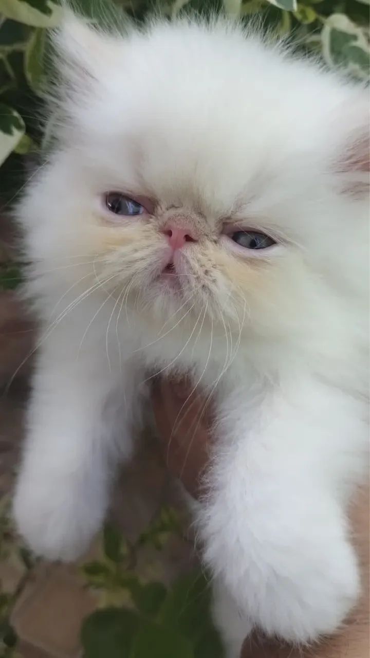 Linda persa show  - Foto 4