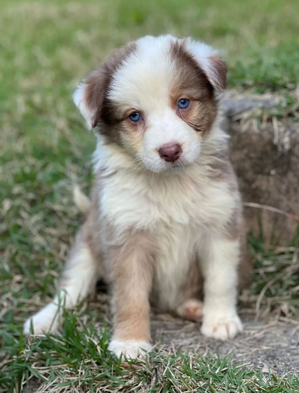 Collie Blu merle  - Foto 3