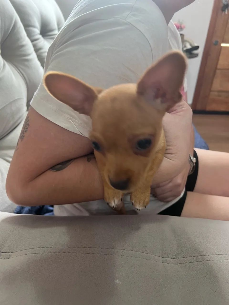 Pinscher