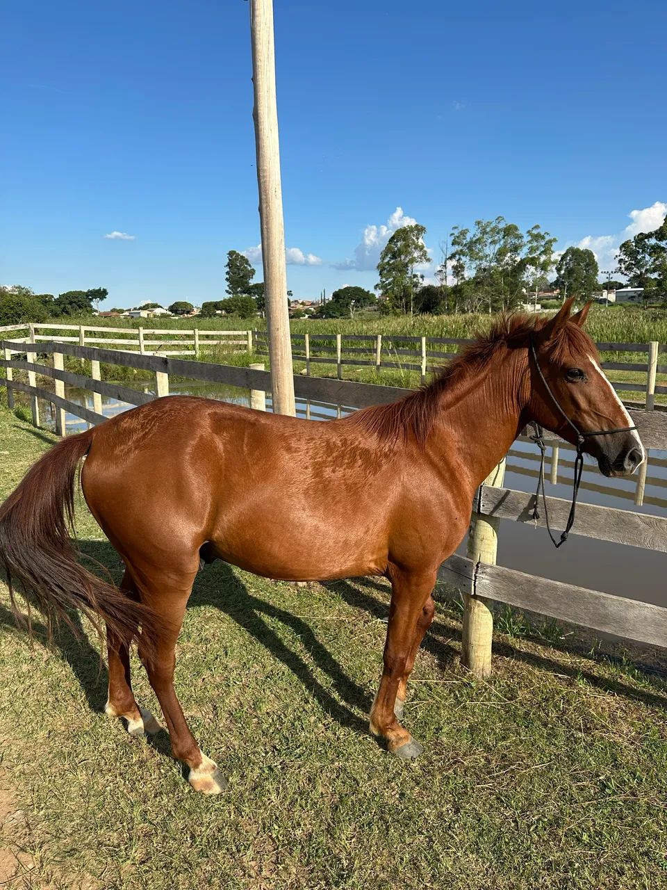 Cavalo Alazão Manga Larga 
