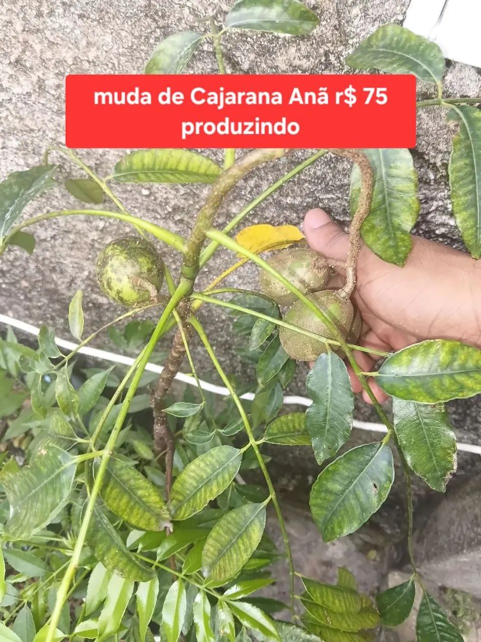 Muda de Cajarana Anã já com frutas