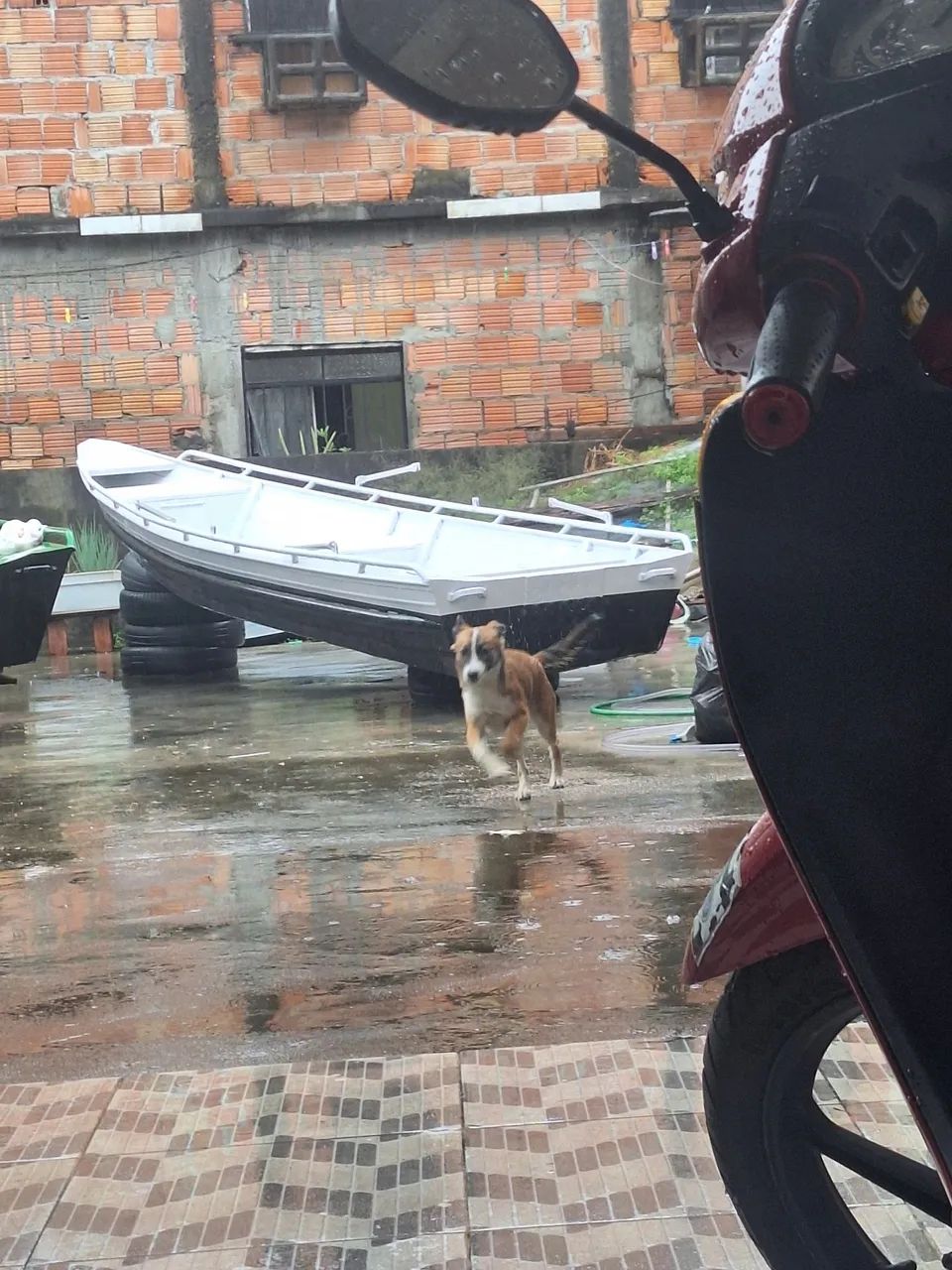 Doação de cachorra