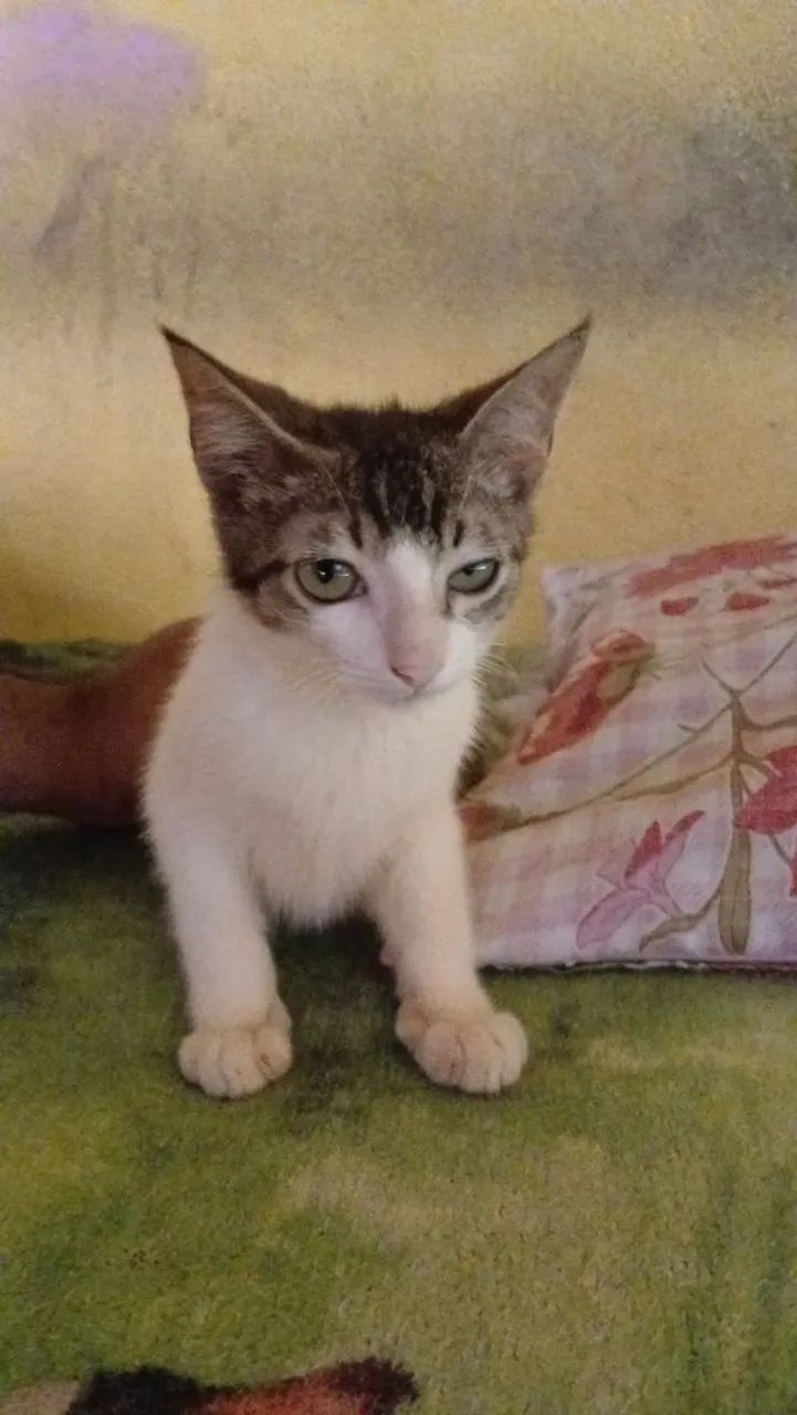 Filhotes de gato - Foto 2