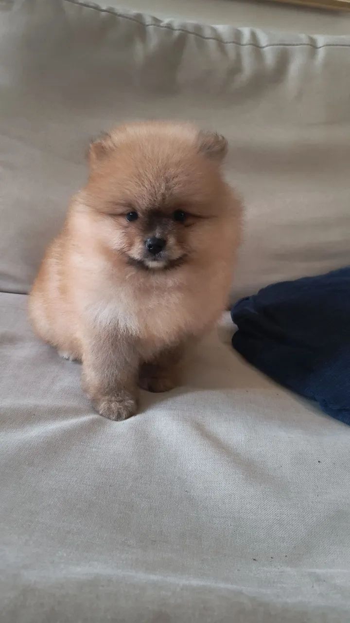 Spitz alemão macho - Foto 4