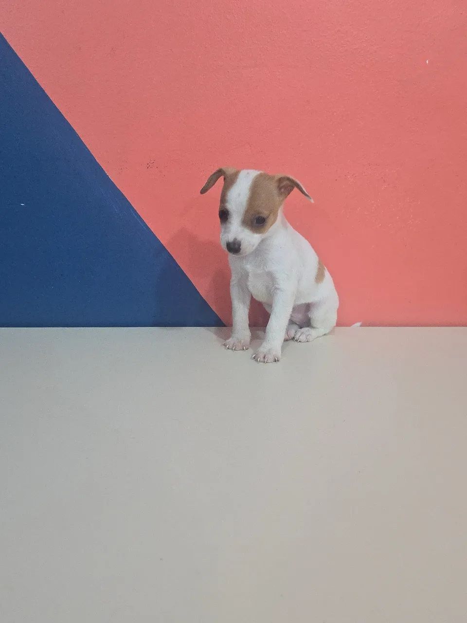 Pinscher 1 macho 