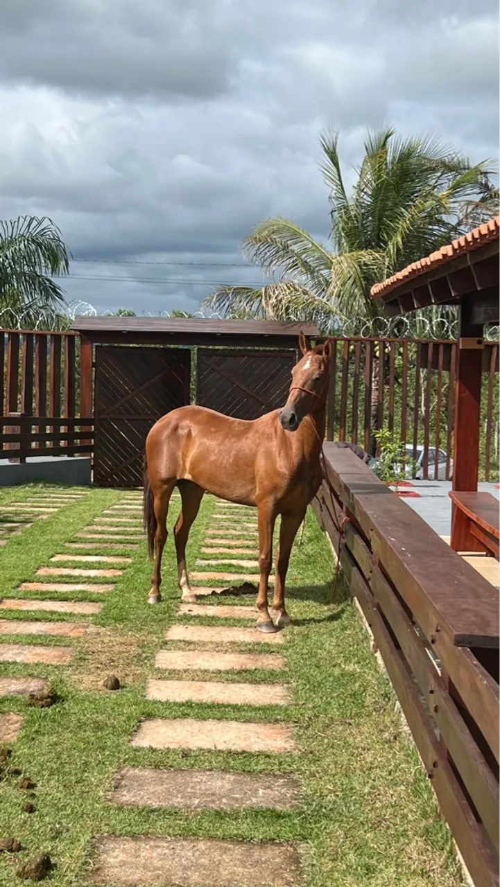 Vendo ou troco manga larga macha batida 