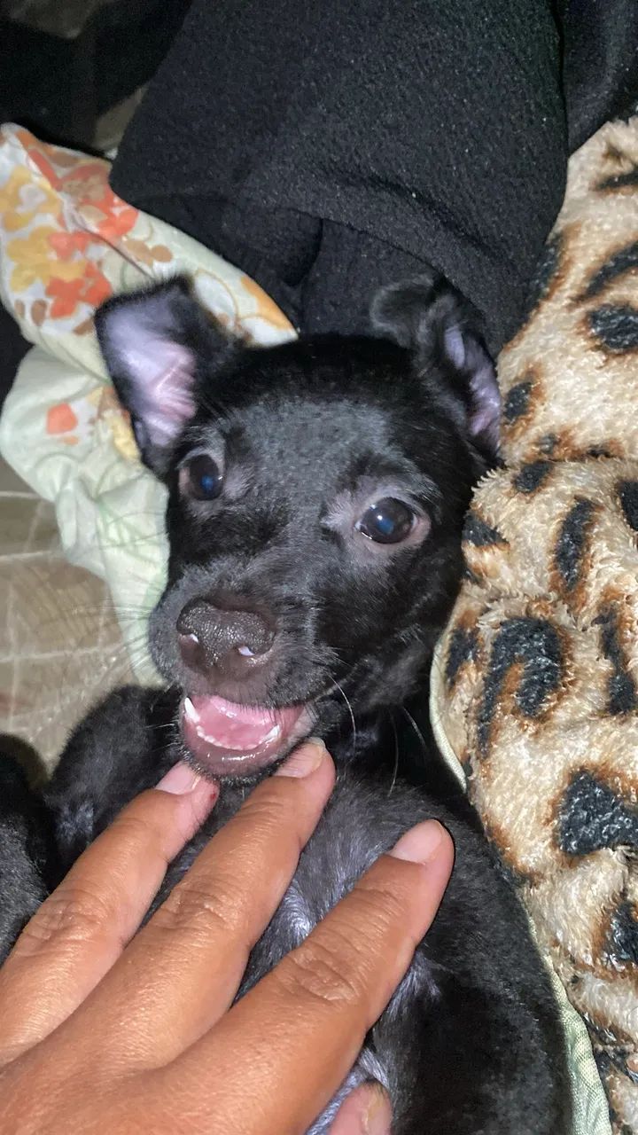 Estou vendendo esse cachorrinho - Foto 3