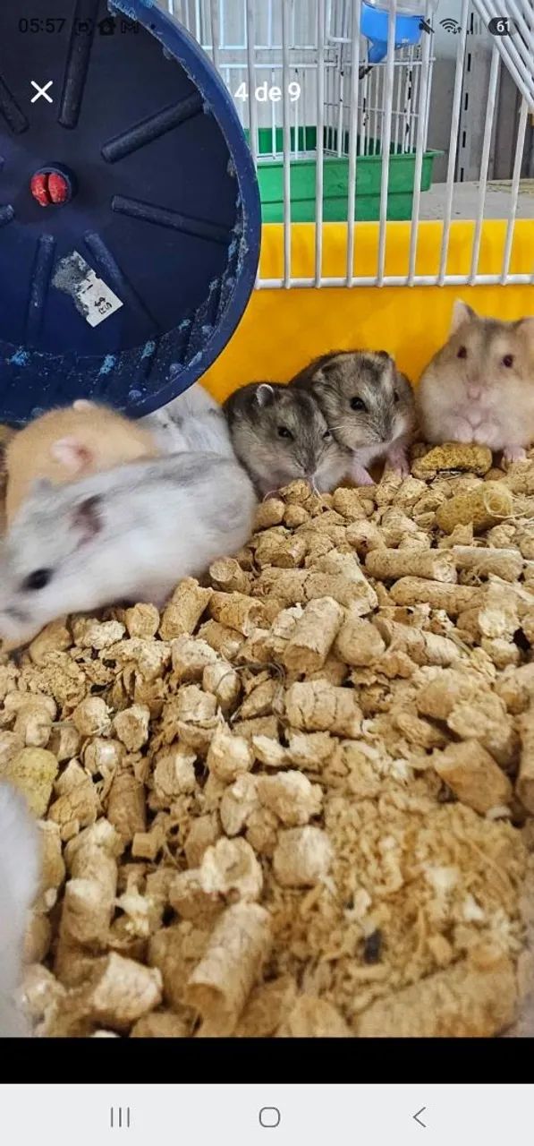 Hamsters - Foto 4