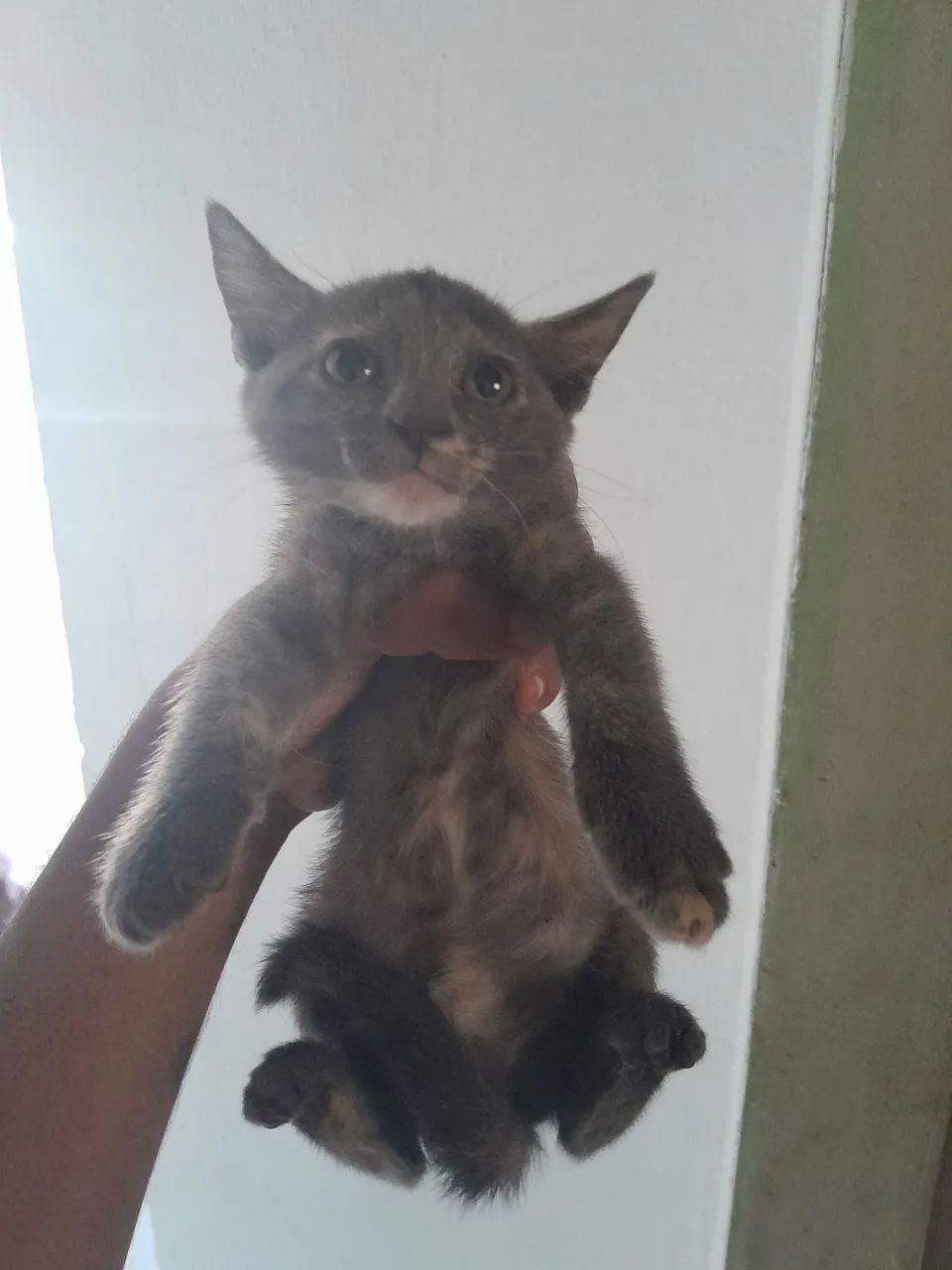 Gatinho para doação urgente ?