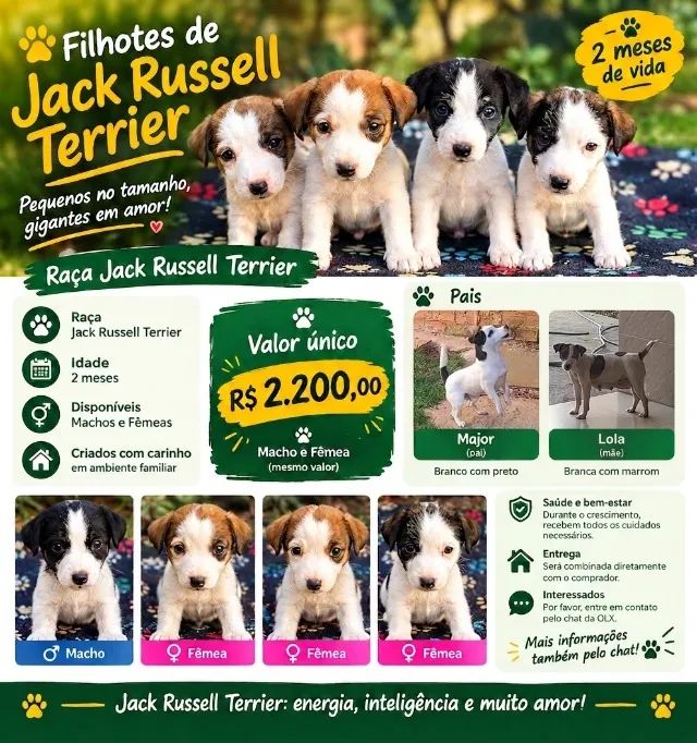 Filhotes de Jack Russel
