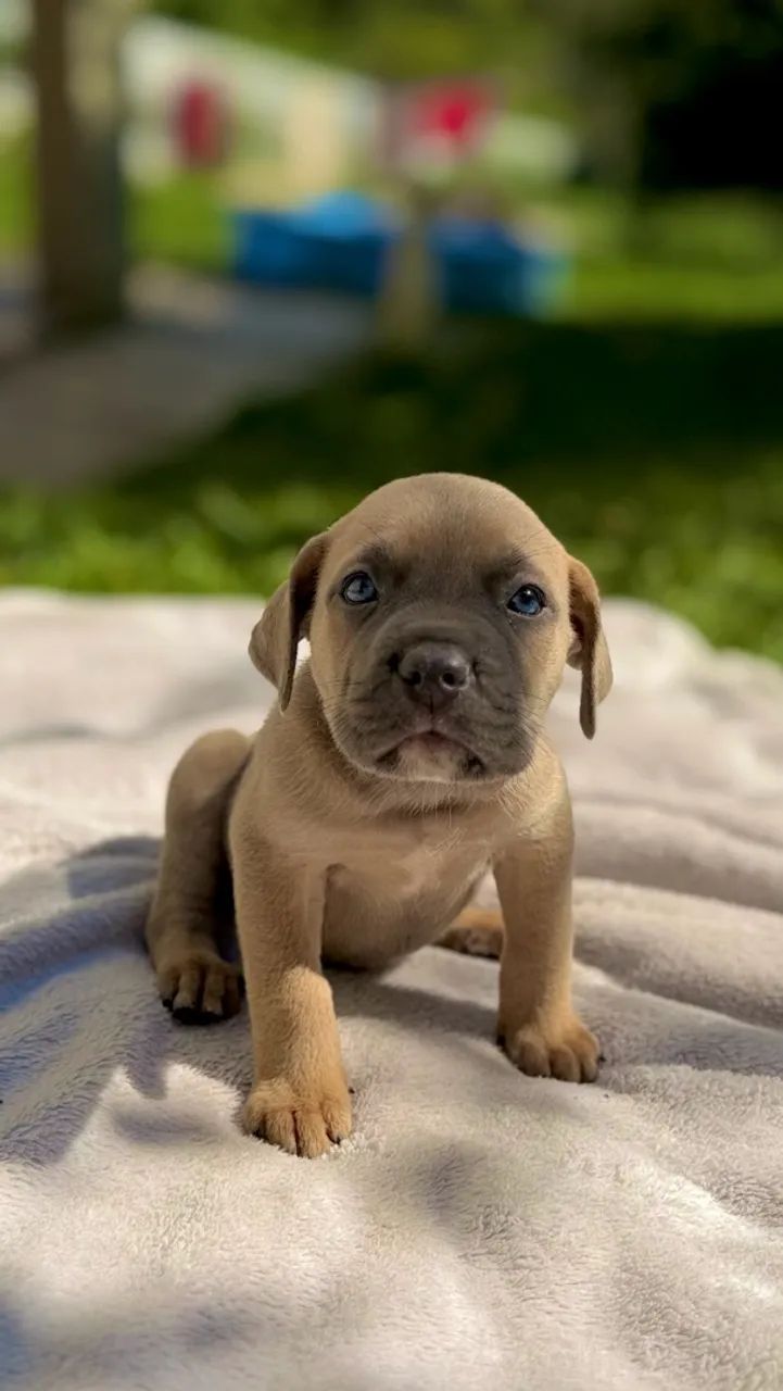Cane corso Formentino - Foto 3