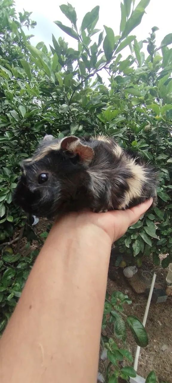 Porquinho da índia  - Foto 3