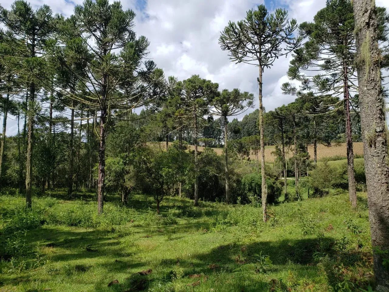 Terreno Próximo à Cidade com Rio nos Fundos - Foto 3