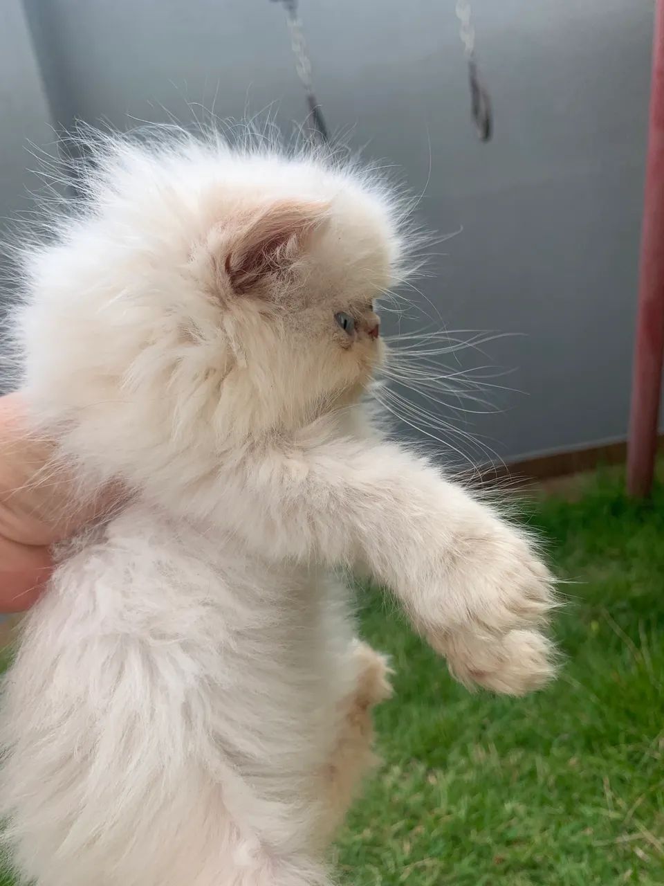 Gato persa  - Foto 5