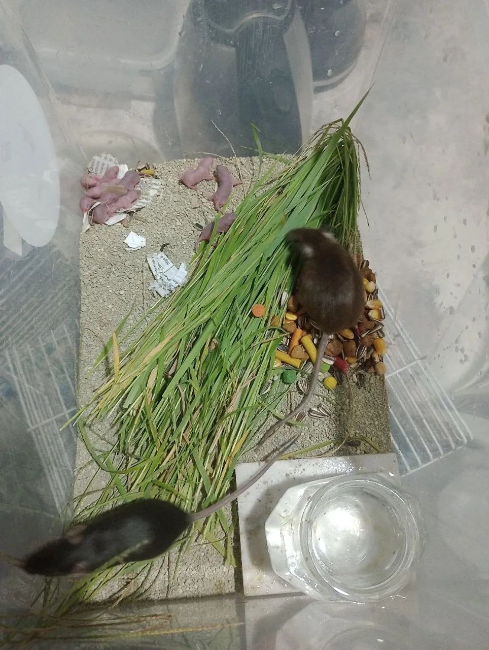 Rats/Mice415081865980170245