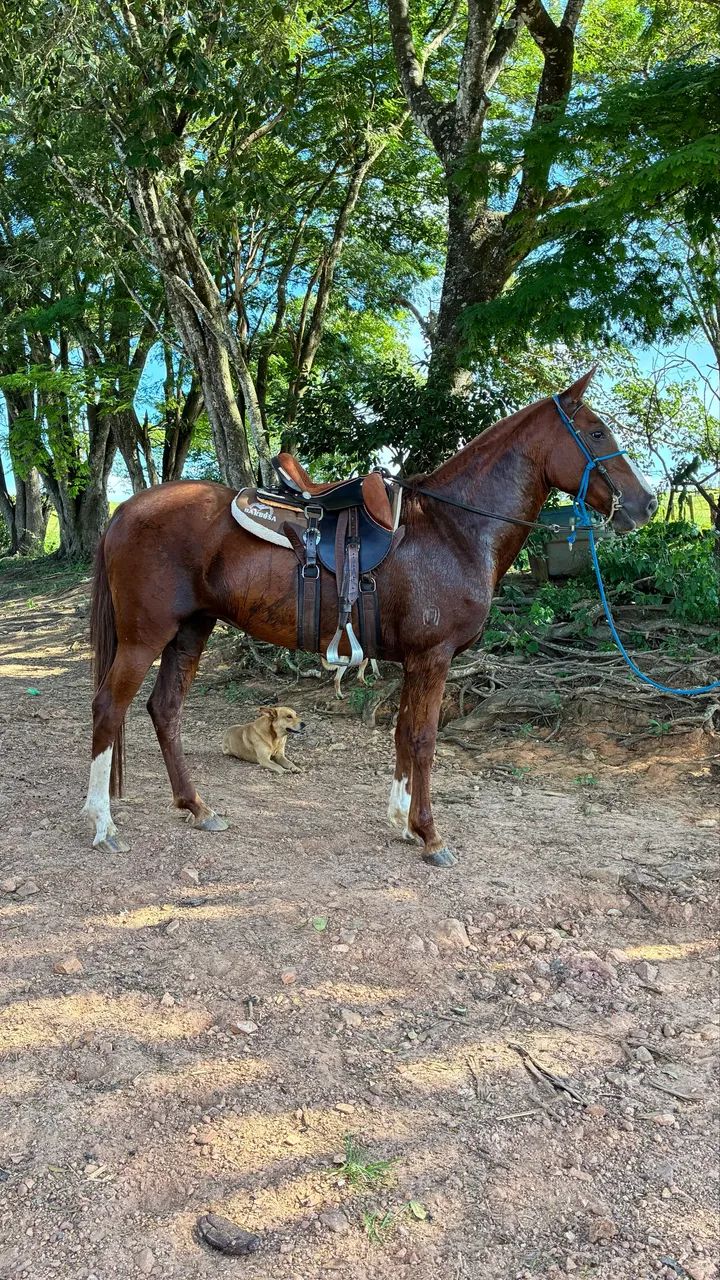 Égua MM registrada (mojando de garanhão homozigoto de marcha picada) - Foto 2