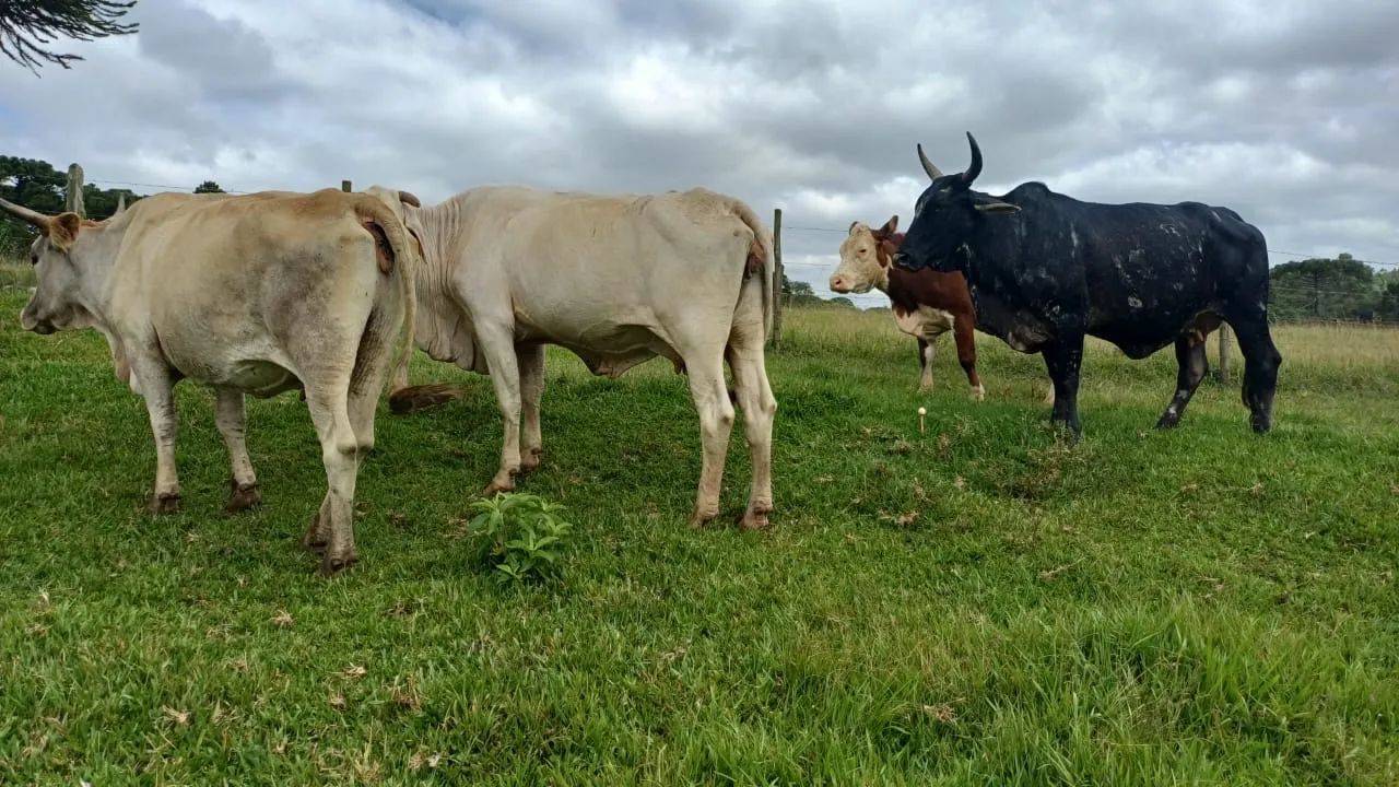 Vendo 4 Vacas e 1 Touro  - Foto 5