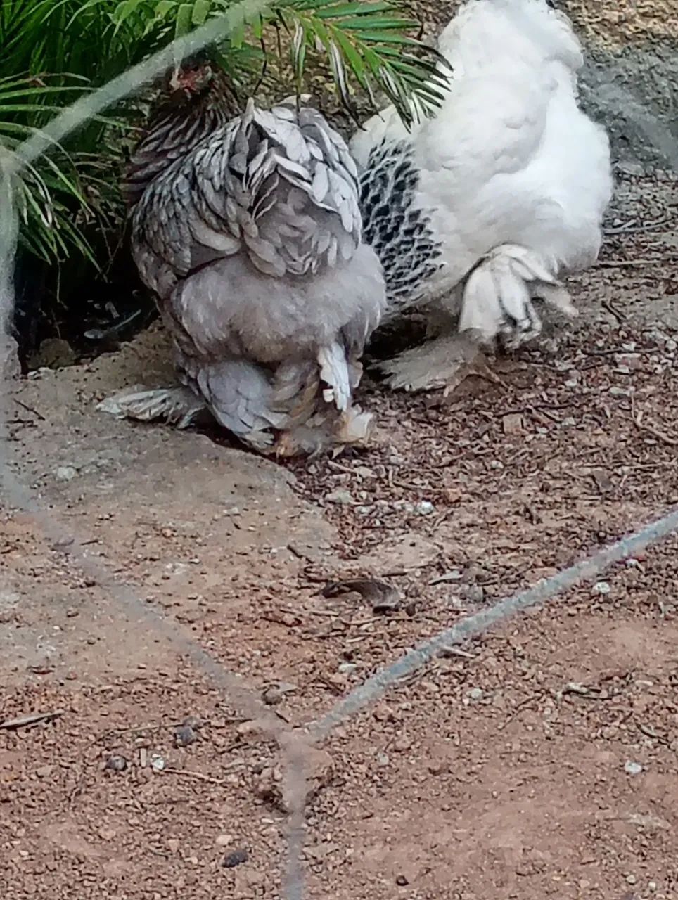 Ovos galados de brahma - Foto 3