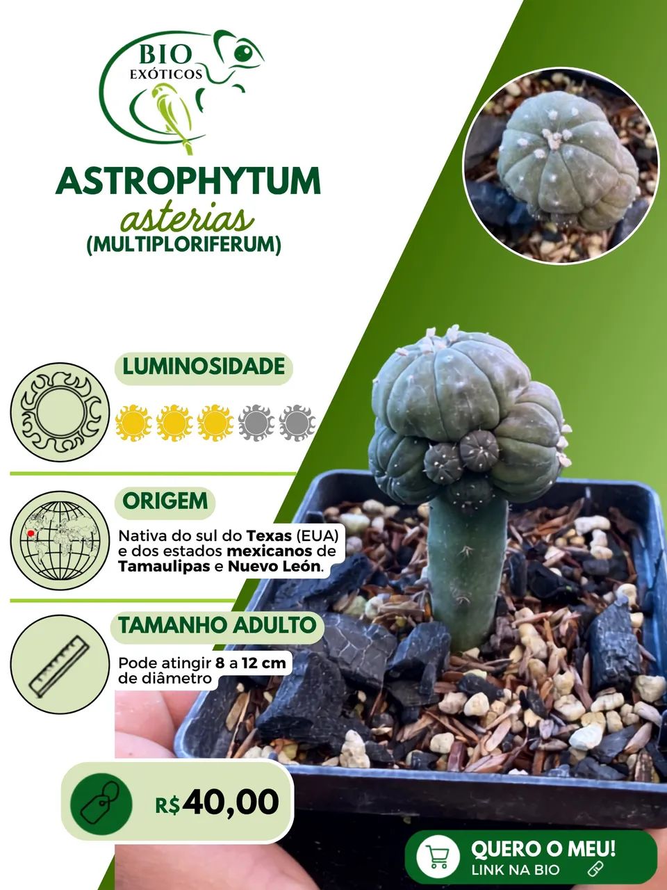 Cacto Astrophytum coleção 