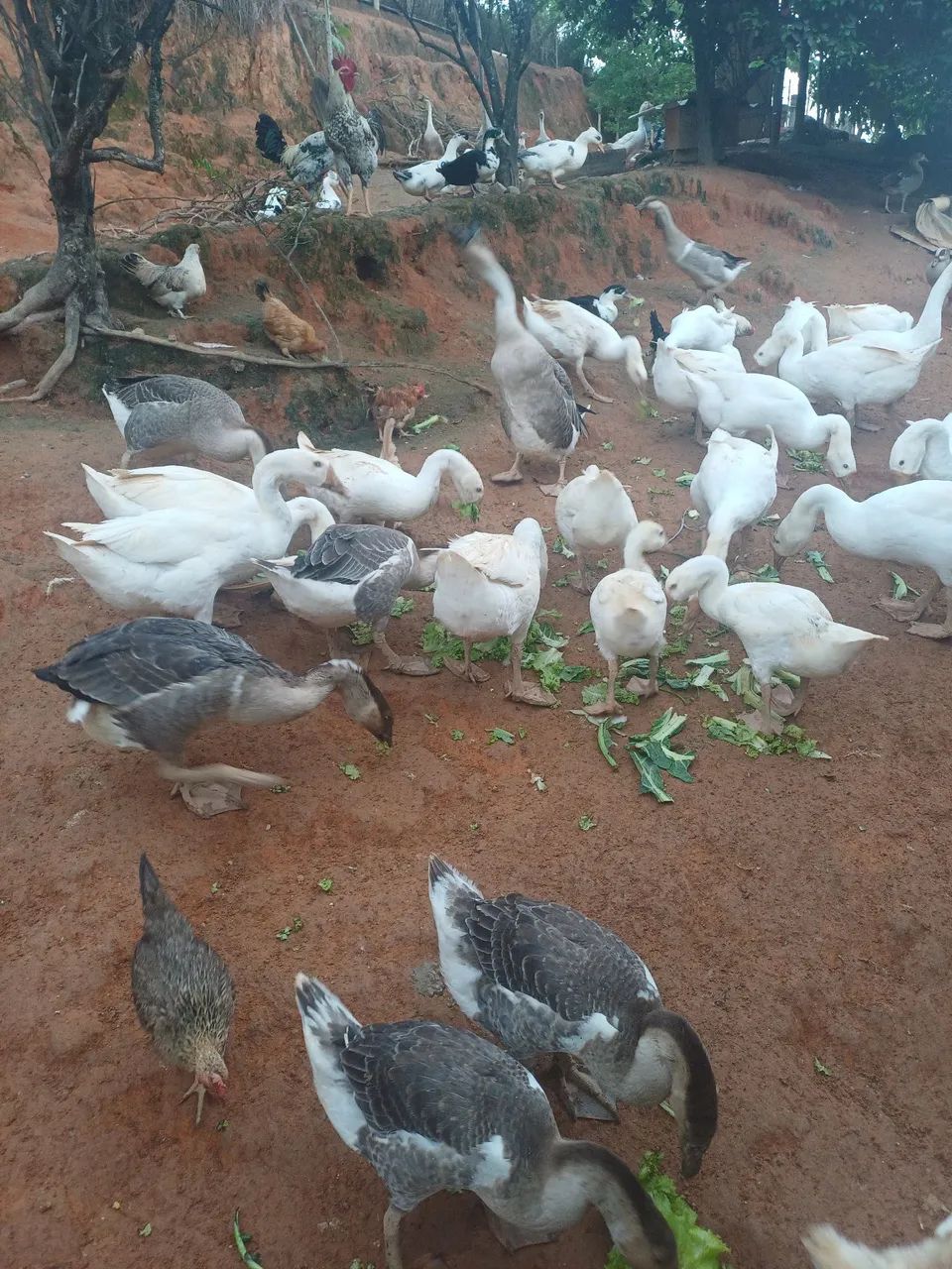 Ganso Africano Sinaleiro 