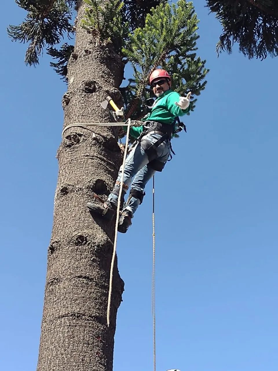 Corte e poda de árvores  - Foto 5