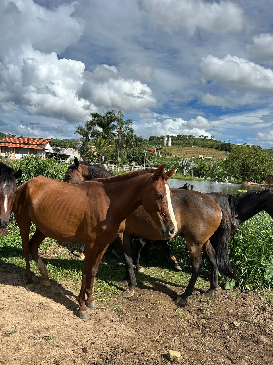 Égua a venda - Foto 2