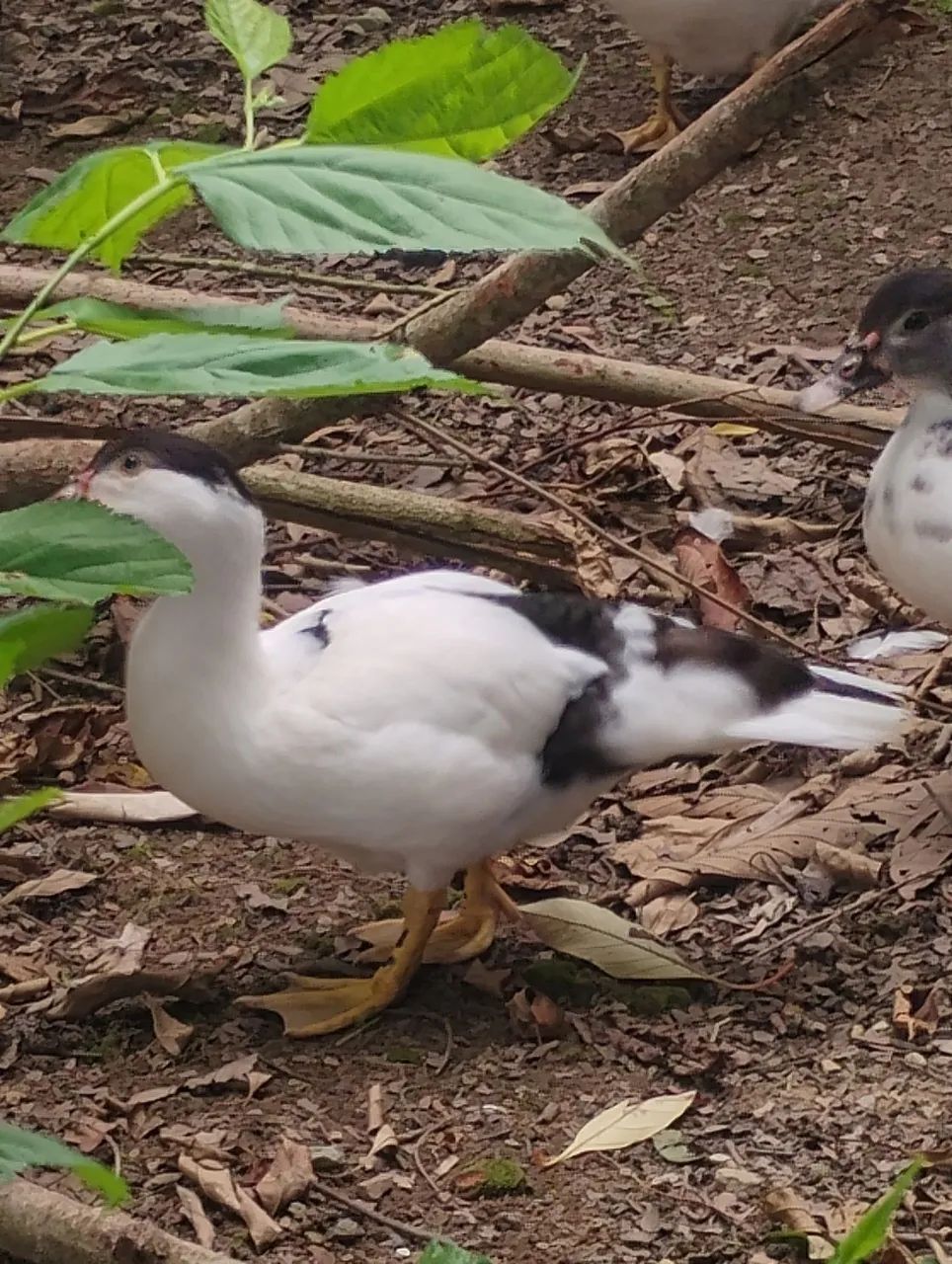 Vendo patos adultos e filhotes 