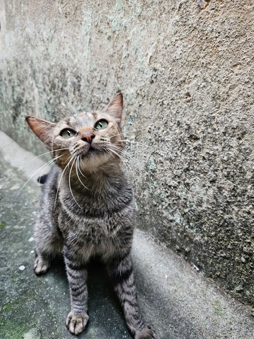 Gatinha para Adoção 