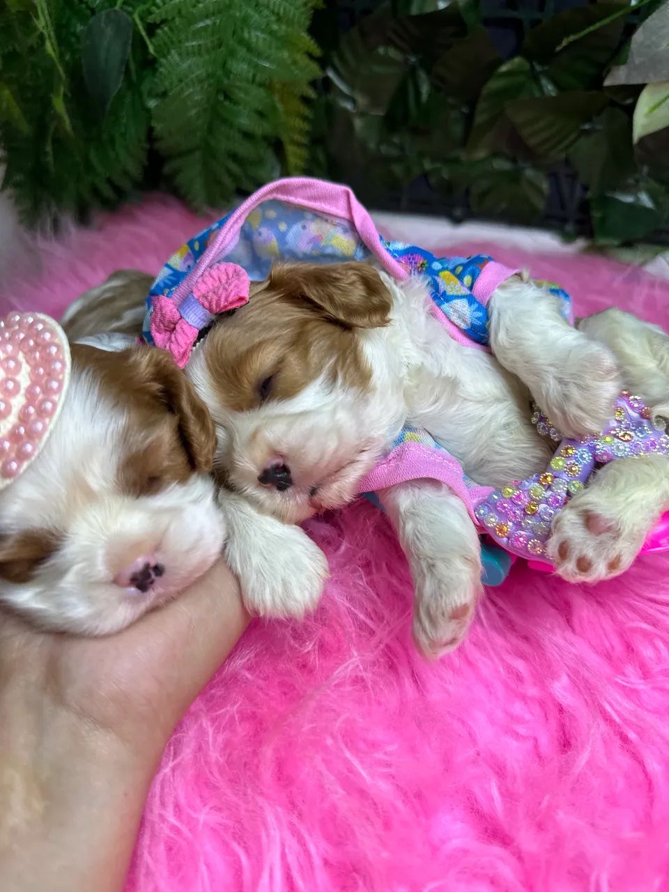 Cavalier king charles  - Foto 2