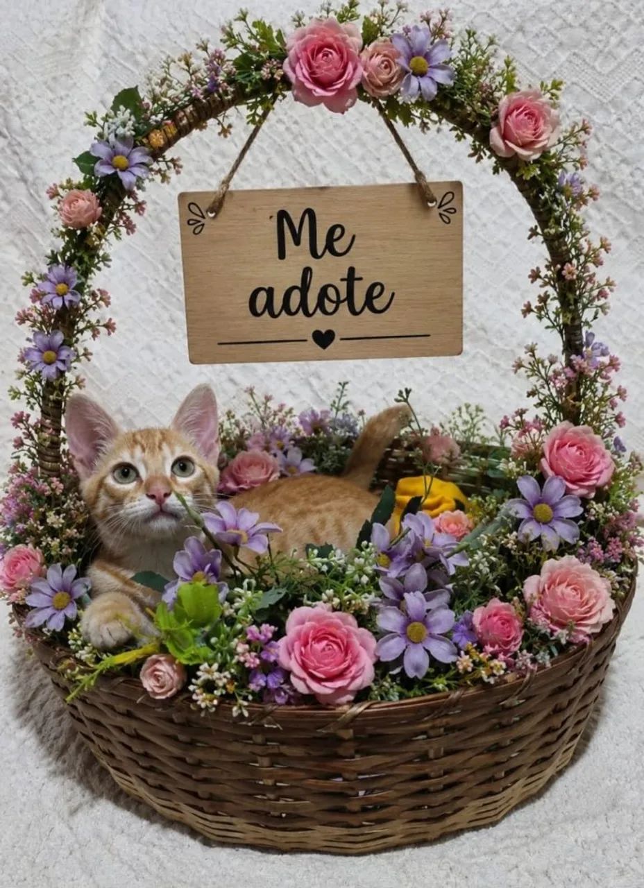 Adote  - Foto 4