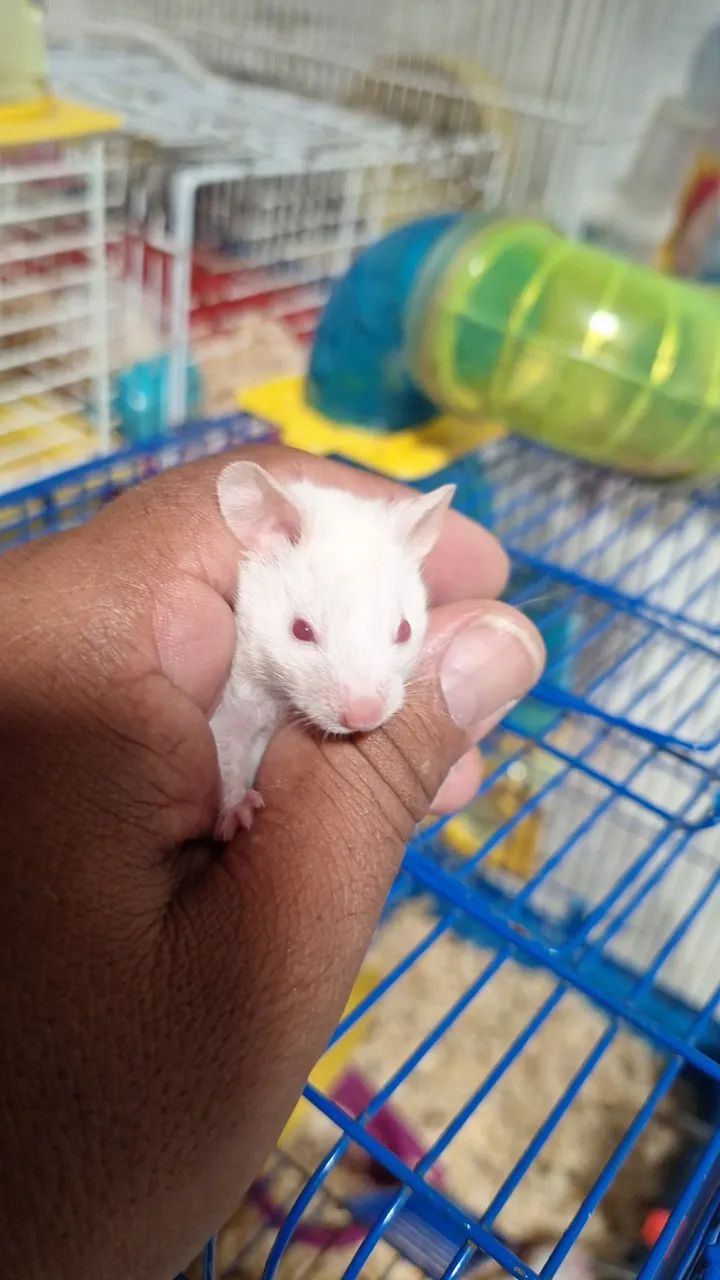 Hamster Sírio 