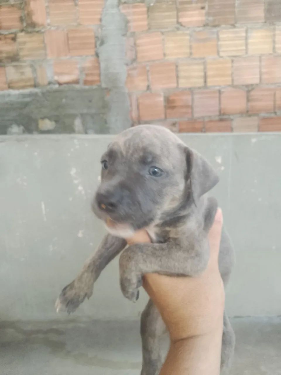 Cachorro  - Foto 2