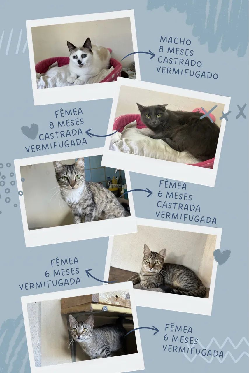 Doação responsável de gatos - Foto 5